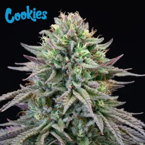 Cookies Seed Bank - Cherry Cooks